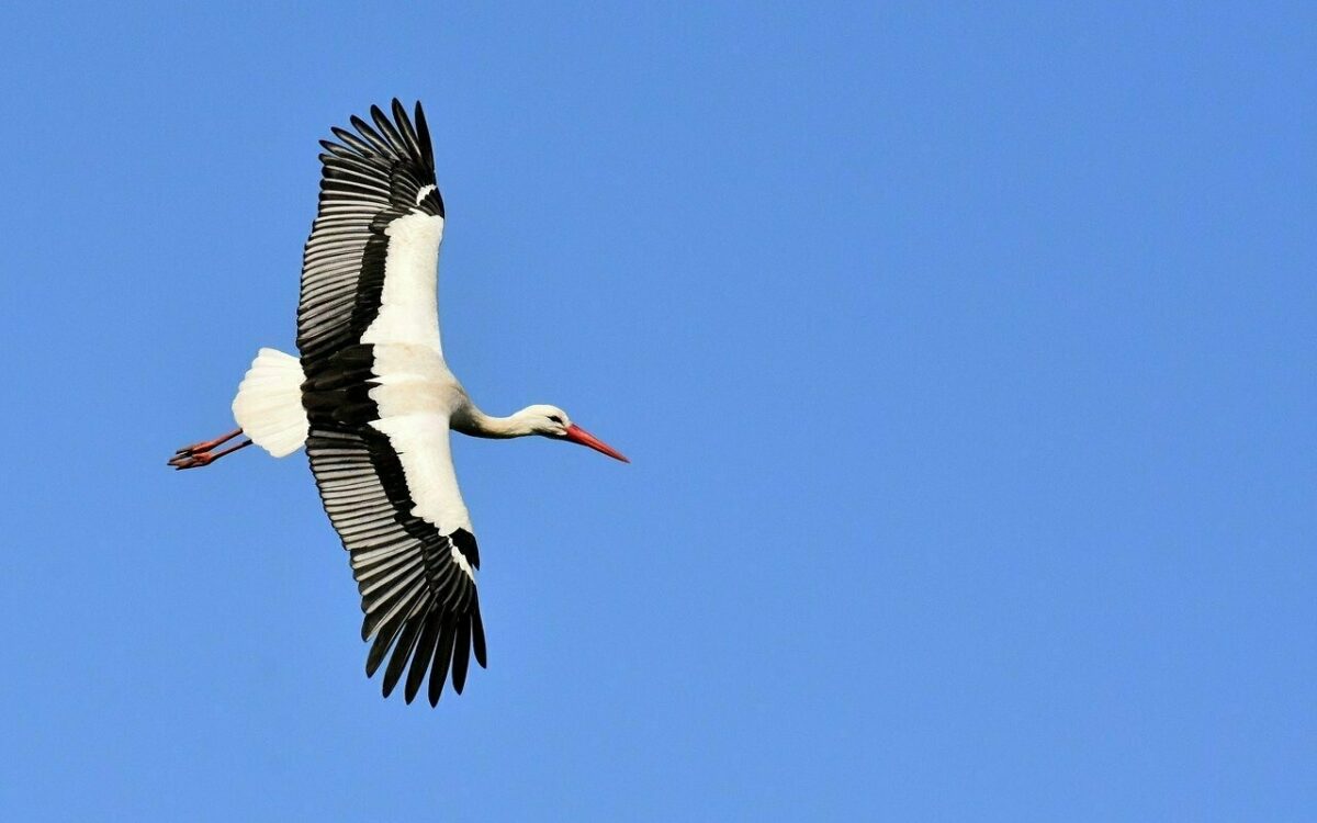 Ein Storch fliegt über den Himmel Ein Storch fliegt über den Himmel
